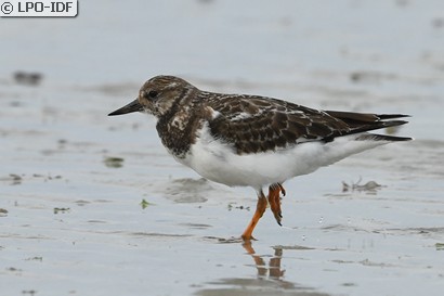 Tournepierre à collier