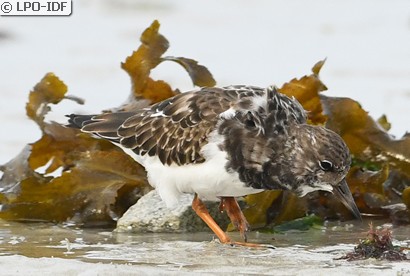 Tournepierre à collier
