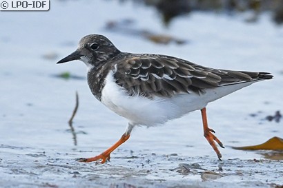 Tournepierre à collier