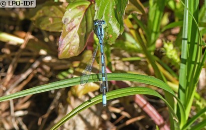 Agrion porte-coupe