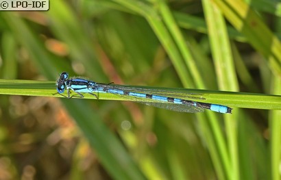 Agrion porte-coupe