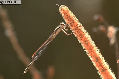 Agrion à larges pattes