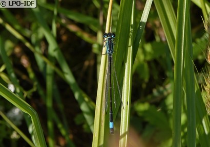Agrion élégant
