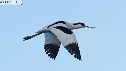 Avocette élégante