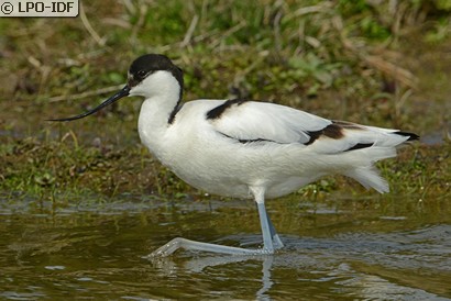 Avocette élégante
