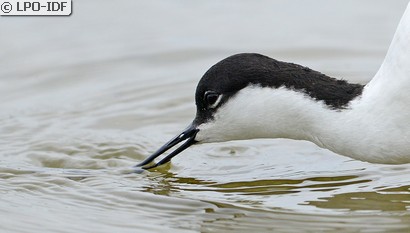 Avocette élégante
