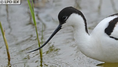 Avocette élégante