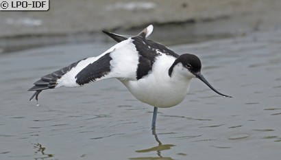 Avocette élégante