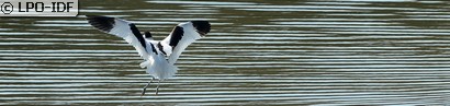 Avocette élégante