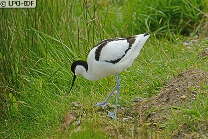 Avocette élégante