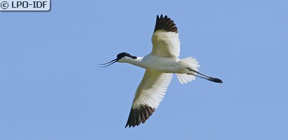 Avocette élégante
