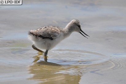 Avocette élégante