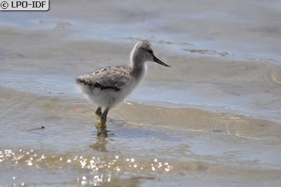 Avocette élégante