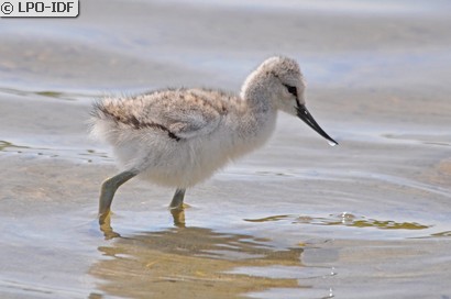 Avocette élégante
