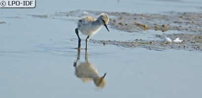 Avocette élégante