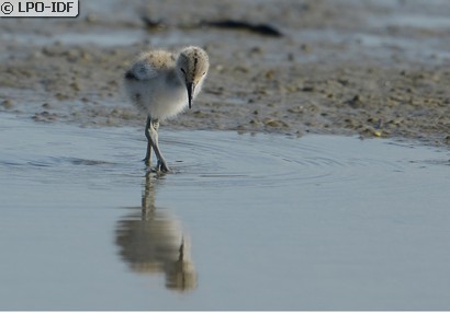 Avocette élégante