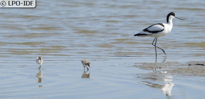 Avocette élégante