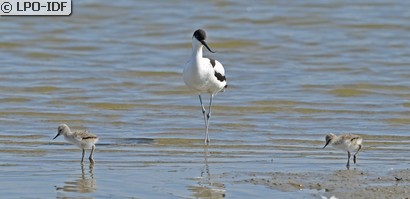 Avocette élégante