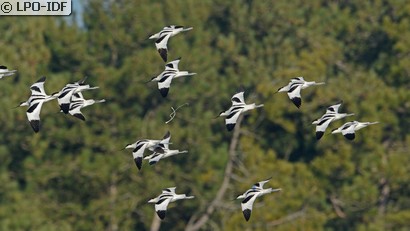 Avocette élégante