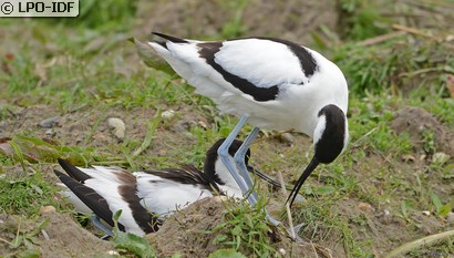 Avocette élégante