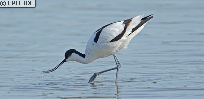 Avocette élégante
