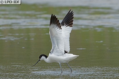 Avocette élégante