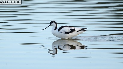 Avocette élégante