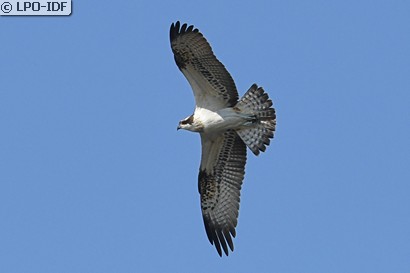 Balbuzard pêcheur