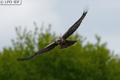 Busard des roseaux