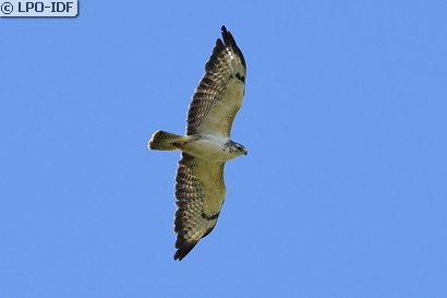 Buse variable