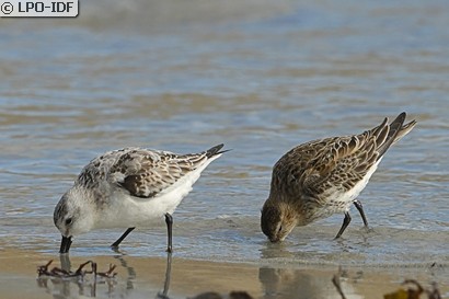 Bécasseau sanderling