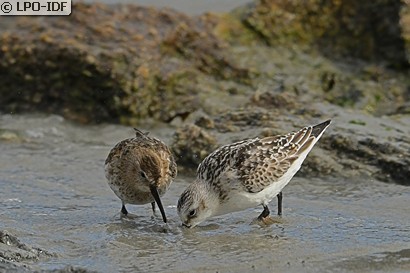Bécasseau sanderling