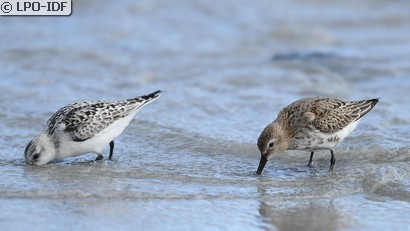 Bécasseau variable