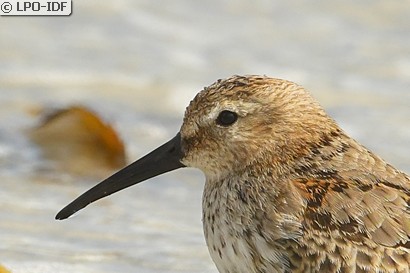 Bécasseau variable