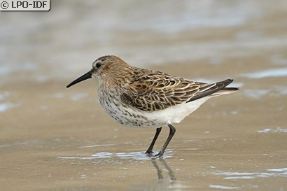 Bécasseau variable