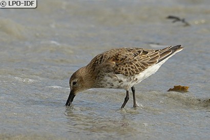 Bécasseau variable
