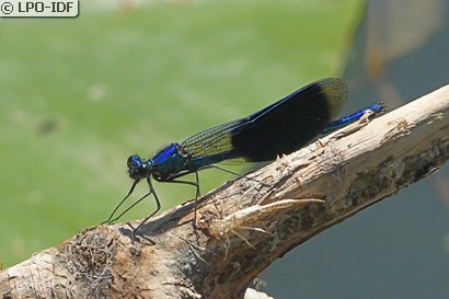 Caloptéryx éclatant