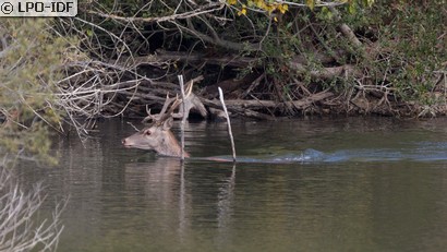 Cerf élaphe
