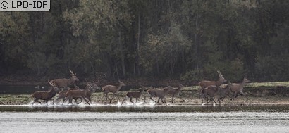 Cerf élaphe