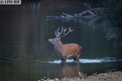 Cerf élaphe