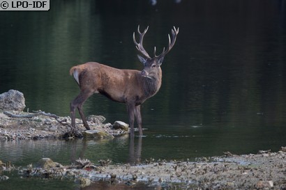 Cerf élaphe