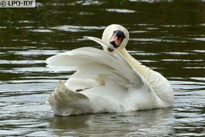 Cygne tuberculé