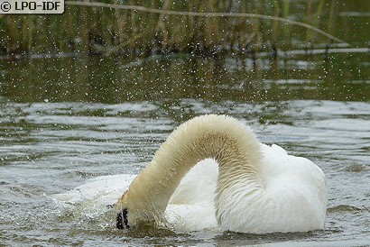 Cygne tuberculé