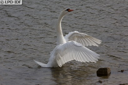 Cygne tuberculé