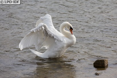 Cygne tuberculé