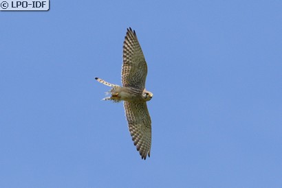 Faucon crécerelle
