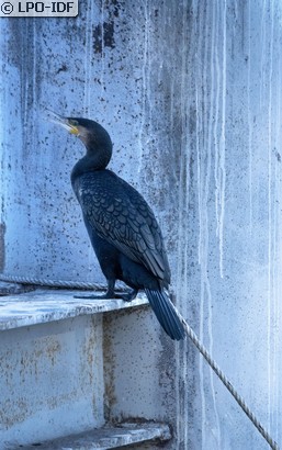 Grand Cormoran