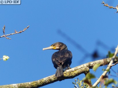 Grand Cormoran