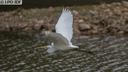 Grande Aigrette