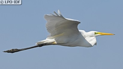Grande Aigrette